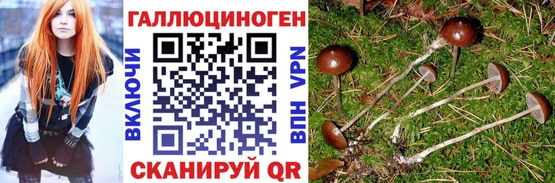кракен   Олонец  Галлюциногенные грибы Psilocybine cubensis 